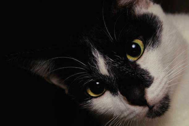 istock Close-up face black and white cat looking up to the camera lens 1218966739