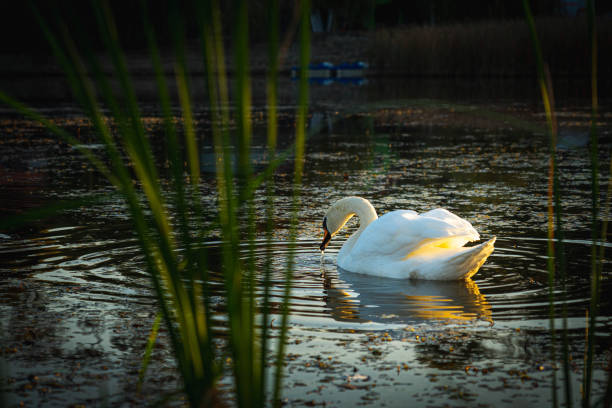 istock Swan Bird Morning Routine on the Lake 1218966753