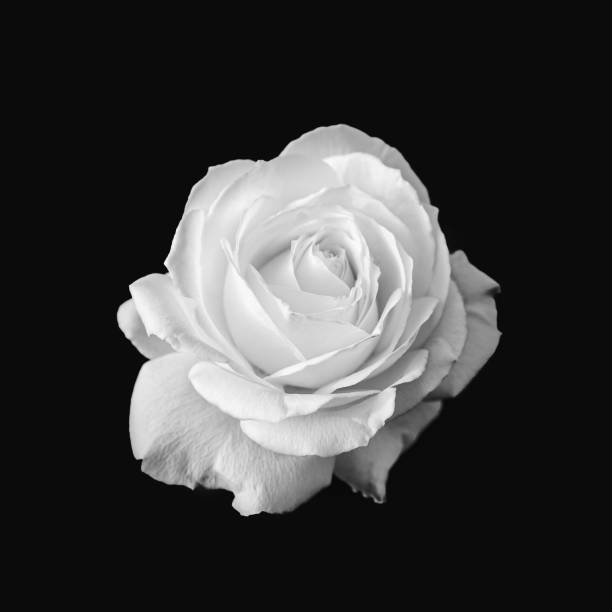 istock Pure White Rose Flower Black and White 1218966791