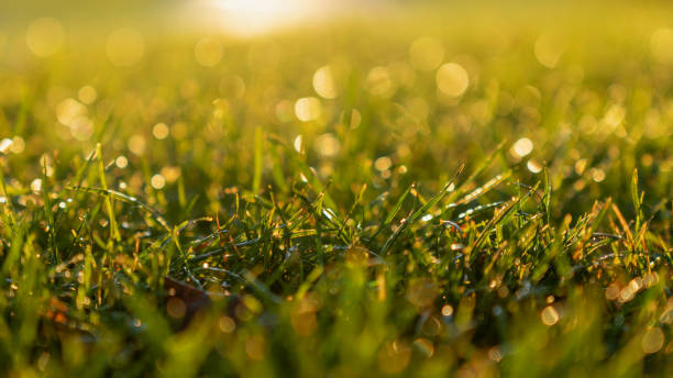 istock Green Grass Background in the Morning Sunrise 1218966800