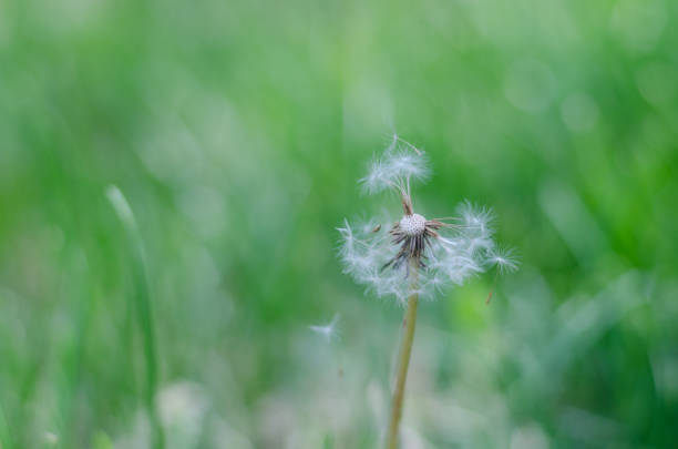 istock Dandelion seeds blowing in the wind. Light green background 1218966982