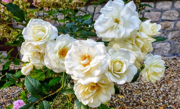 Lots of white roses