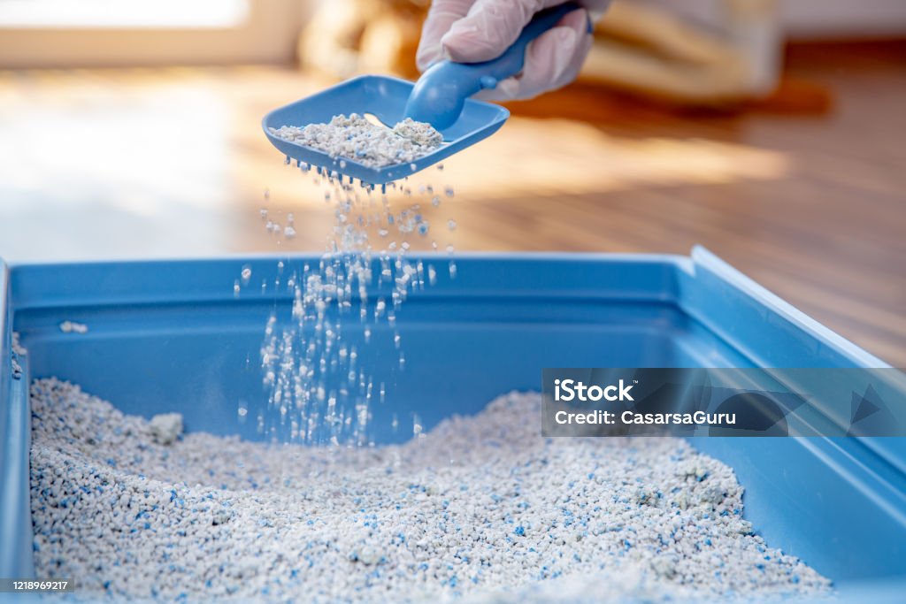 Close-up of Pet Owner Straining and Cleaning Sand in Cat Litter Box - Stock Photo Close-up of Pet Owner Straining and Cleaning Sand in Cat Litter Box. Litter Box Stock Photo