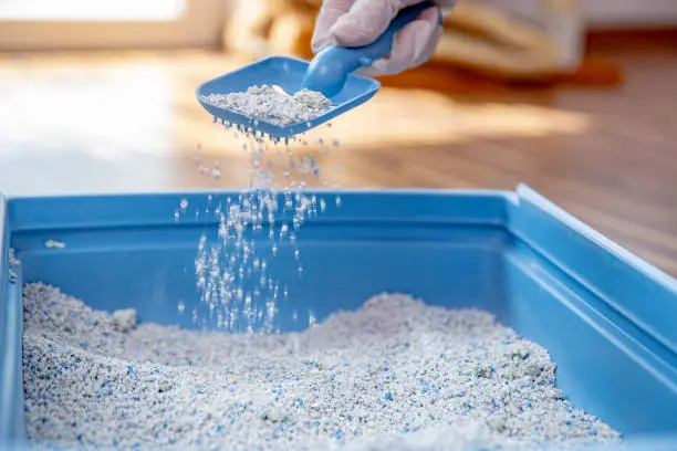Close-up of Pet Owner Straining and Cleaning Sand in Cat Litter Box.