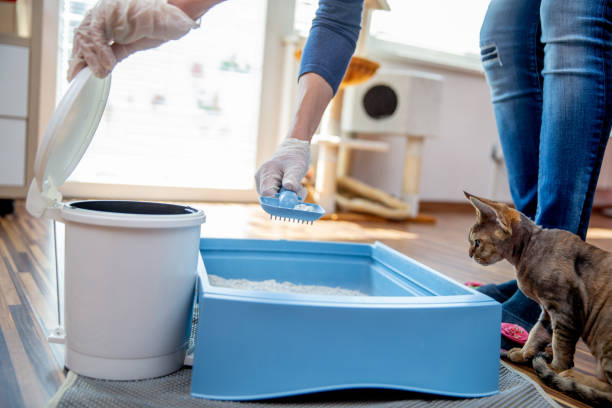 взрослая женщина очистка cat помет box у себя дома - фондовый фото - litter box box clean shovel стоковые фото и изображения