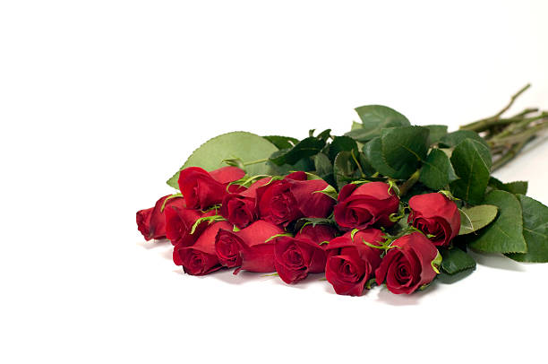 ein dutzend rote rosen, isoliert auf weiss - dozen roses stock-fotos und bilder