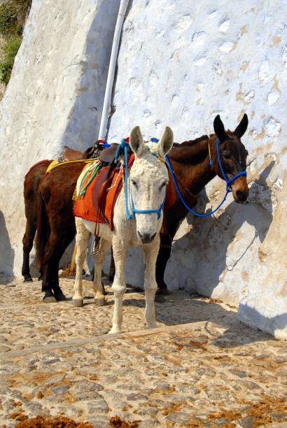 istock donkeys standing in front of the wall 1218970130
