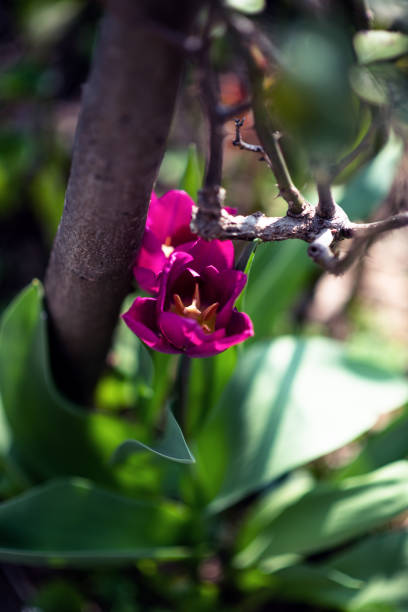 식물과 꽃 : 일부 자홍색 튤립 - 튤립 - double tulip 뉴스 사진 �이미지