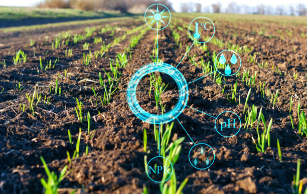 presentazione concettuale della raccolta di dati importanti e analisi della crescita delle piante in ambito agricolo per aumentare la produttività agricola - wheat cereal plant agriculture green foto e immagini stock