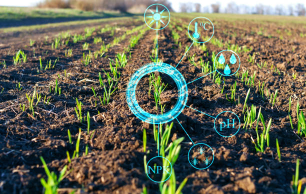 koncepcyjna prezentacja gromadzenia ważnych danych i analiza wzrostu roślin na polu rolnym w celu zwiększenia wydajności rolnictwa - wheat cereal plant agriculture green zdjęcia i obrazy z banku zdjęć