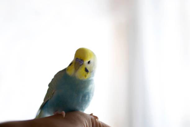 istock The budgerigar (parakeet)which relaxes in a room 1218972236