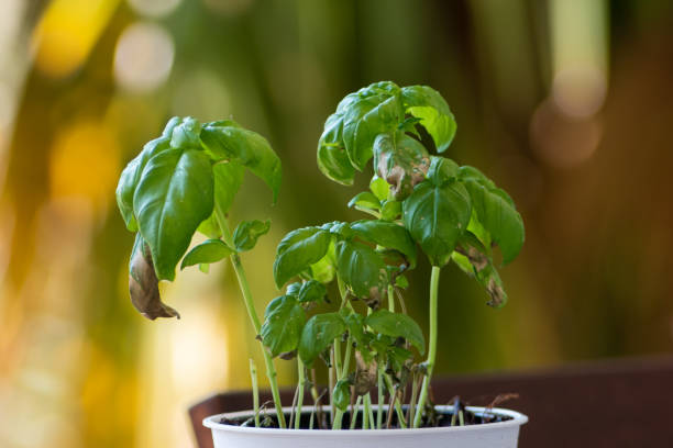 Small pot with a dying Basil plant in day light shallow depth of field Small pot with a dying Basil plant in day light shallow depth of field 2020 wilted plant photos stock pictures, royalty-free photos & images