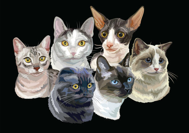 Vector illustration with cats black Vector illustration with cats breeds portraits isolated on black background. Cats vector retro horizontal illustration in realistic style. Image for design and cards. Stock illustration mixed breed cat stock illustrations