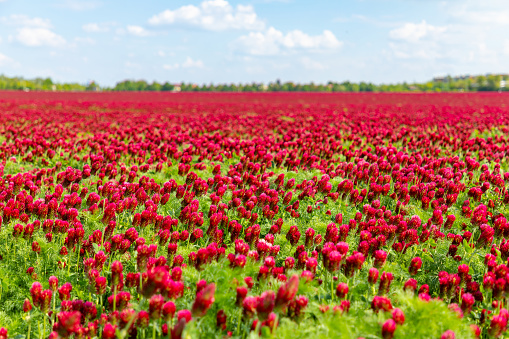 Field of flowering red crimson clovers in spring time in Czech republic