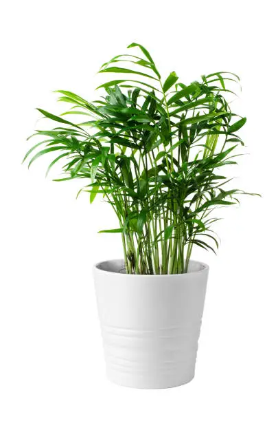 Houseplant small green palm tree (Chamaedorea Hyophorbeae Hamedorea Bridble) in white flower pot isolated on white background