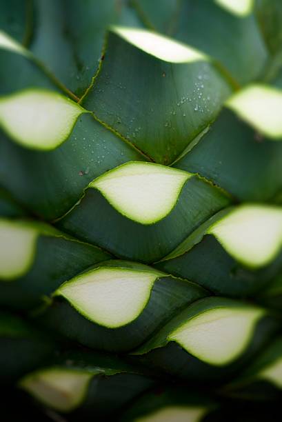 Agave  peyote cactus stock pictures, royalty-free photos & images