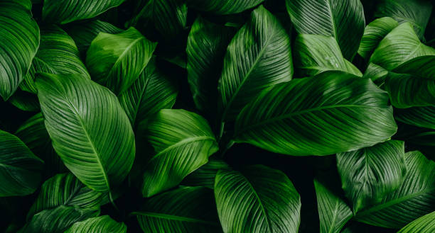 istock green leaves for background and wallpaper 1218975572