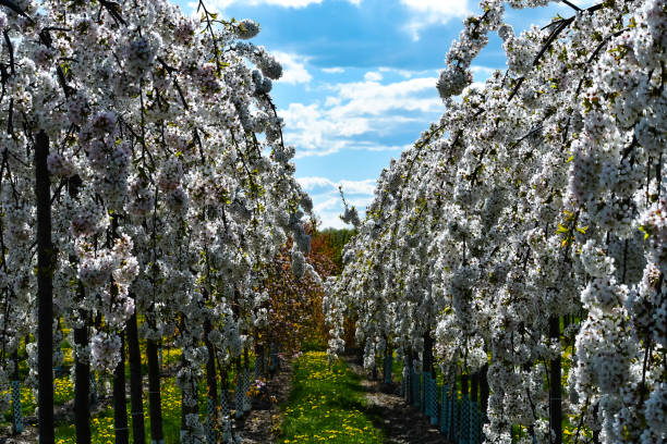 Beautiful spring flowers with perfect blue sky in Germany