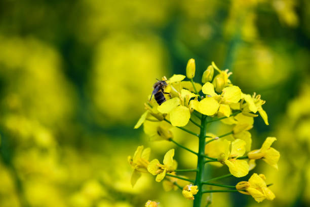 istock A bee sits on a rapeseed flower in Rheinbach 1218975695