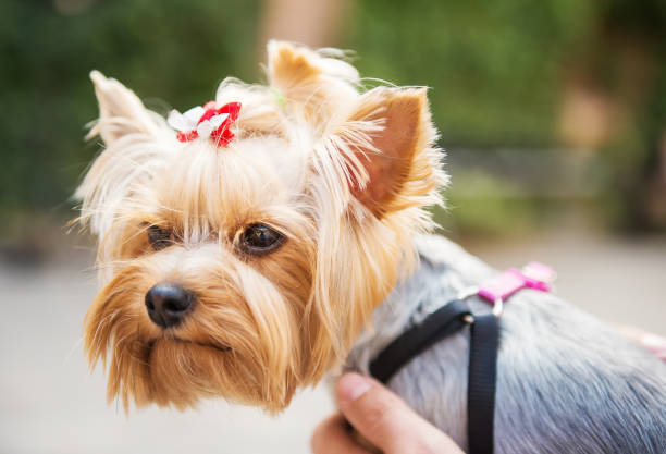istock Close up photo of Yorkshire Terrier. 1218976360