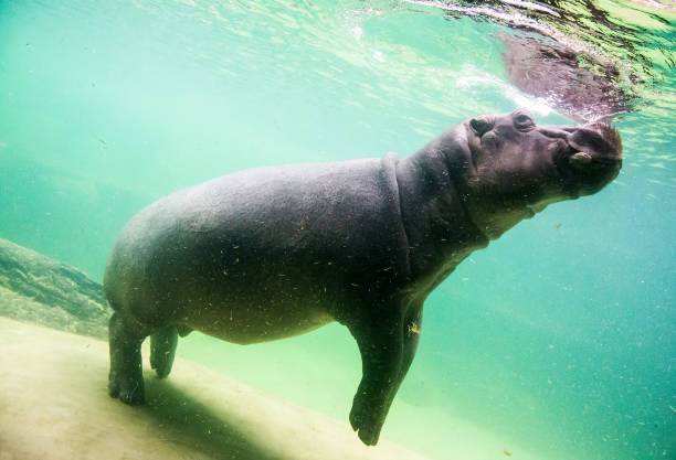 istock Cute hippopotamus swim underwater in a zoo 1218976497