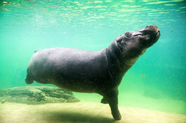 istock Cute hippopotamus swim underwater in a zoo 1218977009