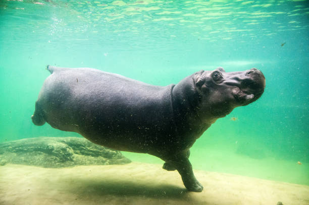 lindo hipopótamo nadar bajo el agua en un zoológico - hippopotamus fotografías e imágenes de stock