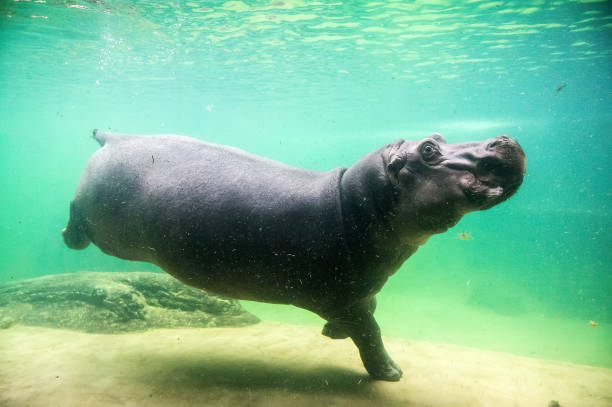 simpatico ippopotamo nuota sott'acqua in uno zoo - ippopotamo foto e immagini stock