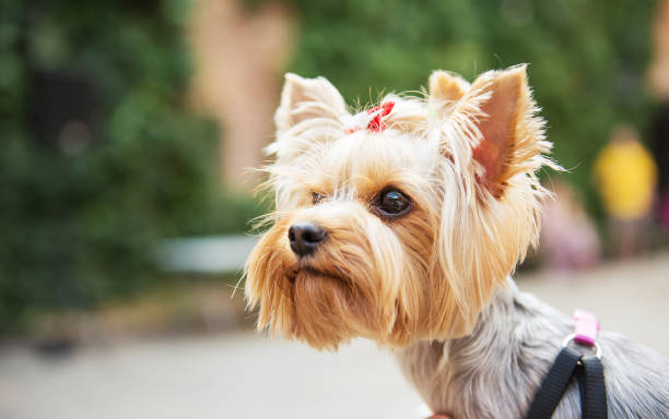 istock Close up photo of Yorkshire Terrier. 1218977413