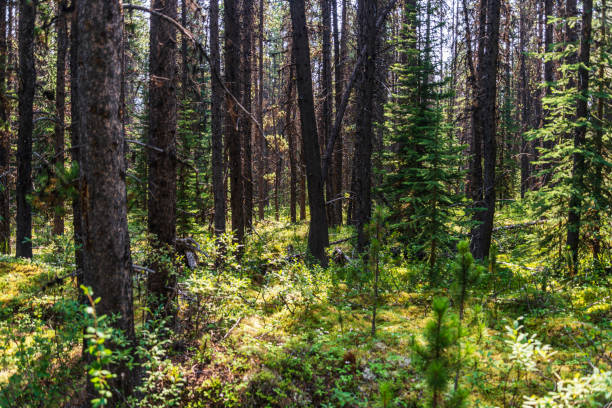 istock malignant river views, Jasper National Park, Alberta, Canada 1218977434