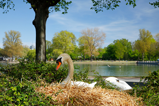 Swan hatching an egg at the Aachener pond (Aachener Weiher) in Cologne