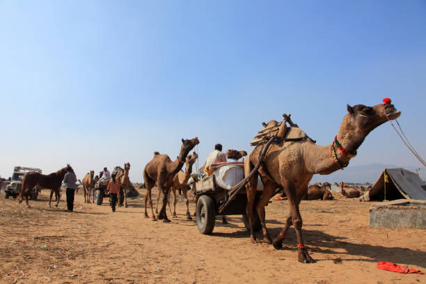 プシュカルキャメルフェアのラクダ - camel fair ストックフォトと画像