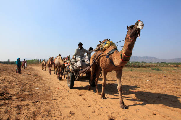 プシュカルキャメルフェアのラクダ - camel fair ストックフォトと画像