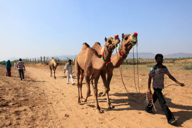 プシュカルキャメルフェアのラクダ - camel fair ストックフォトと画像