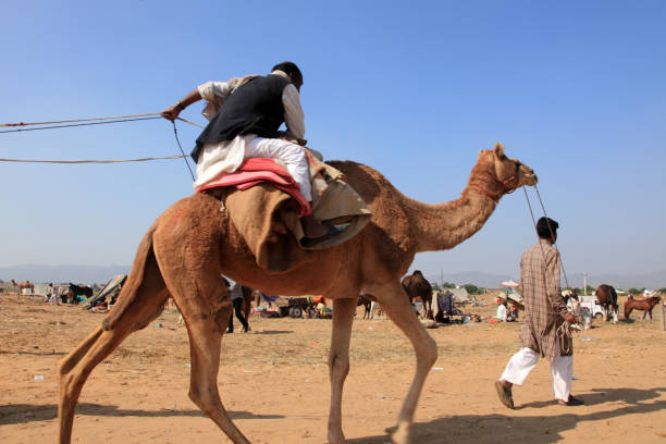 プシュカルキャメルフェアのラクダ - camel fair ストックフォトと画像