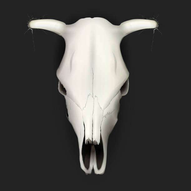 istock Realistic cow skull with stains and on dark background isolated vector illustration 1218979332