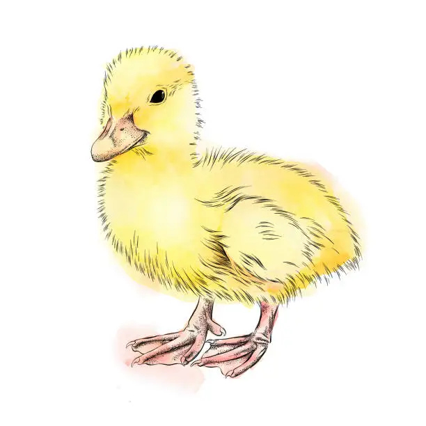 Vector illustration of Baby Duck Ink and Watercolor Vector Illustration