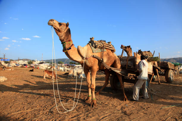プシュカルキャメルフェアのラクダ - camel fair ストックフォトと画像