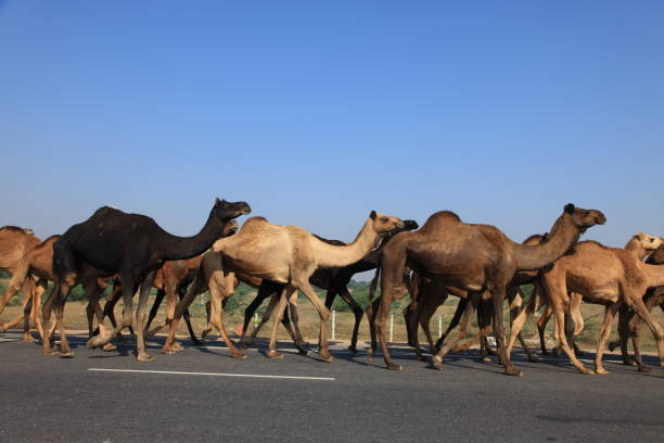 プシュカルキャメルフェアのラクダ - camel fair ストックフォトと画像
