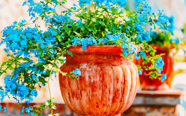 istock Flowers in Augustus Gardens in Capri Island town reflex 1218980949