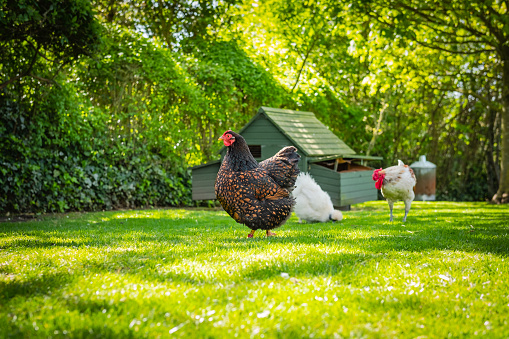 Seen with a small, free range flock kept for there eggs in a garden.