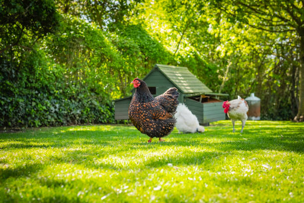 Shallow, ground level view of an adult Wyandotte hen having left the distant chicken house after laying her egg. stock photo