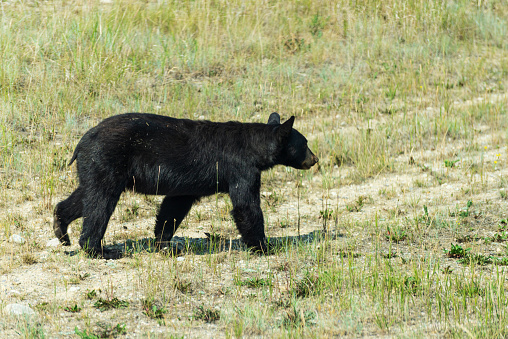 Black bear grazing and feeding on grass in Port Hardy, Vancouver Island, Canada.