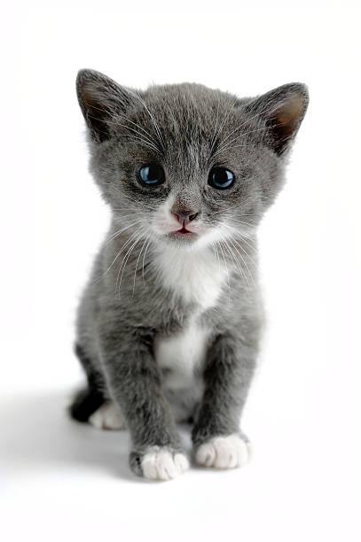 Little kitten stock photo