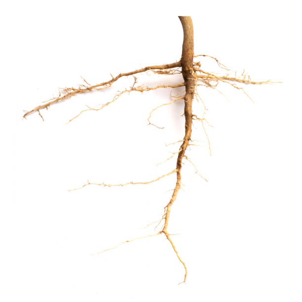 istock Roots of tree isolated on white background. 1218983391