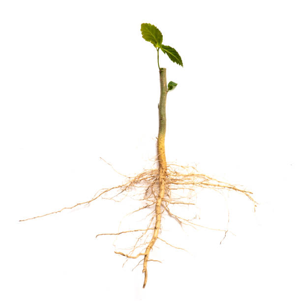 istock Roots of tree isolated on white background. 1218983439