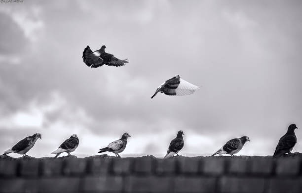 istock Several pigeons sitting in a row and two flying away 1218983477