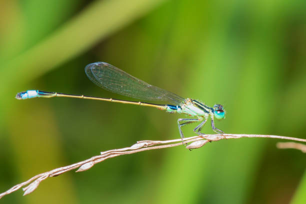 istock Image of dragonfly perched on the grass top in the nature. 1218983481