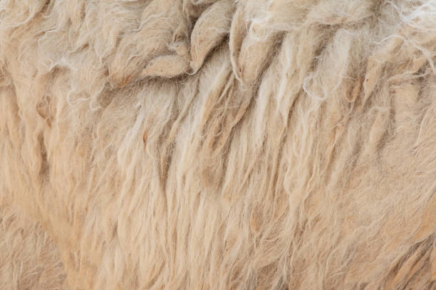 istock Fleece white,Close up of fleece, exture background. 1218983685