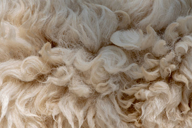 istock Fleece white,Close up of fleece, exture background. 1218983692